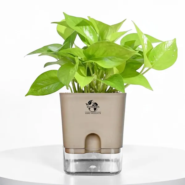 Golden_Money_Plant_In_Self_Watering_Pot