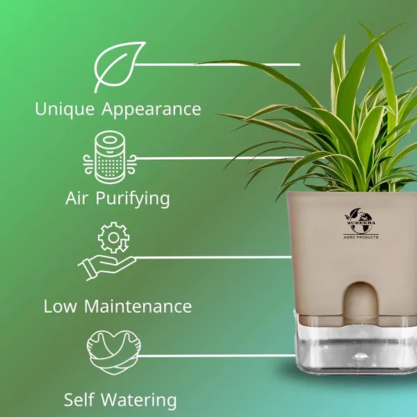 Spider_(Chlorophytum)_Indoor_Plant_With_Self_Watering_Pot