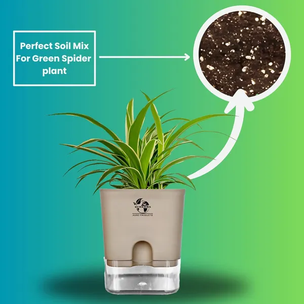 Spider_(Chlorophytum)_Indoor_Plant_With_Self_Watering_Pot