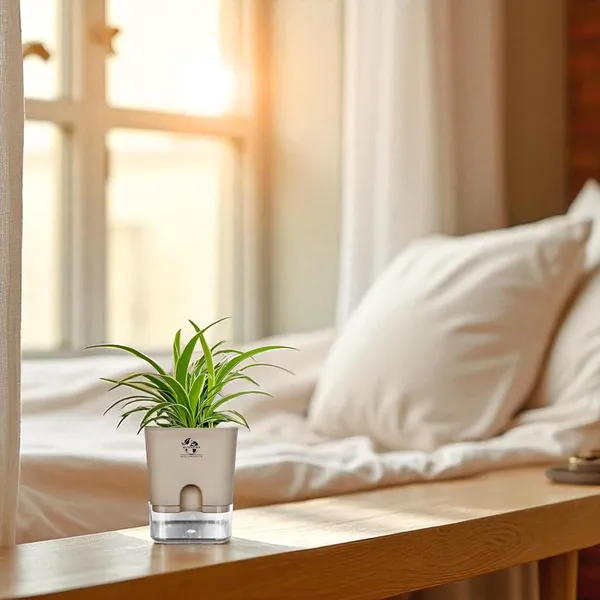 Spider_(Chlorophytum)_Indoor_Plant_With_Self_Watering_Pot