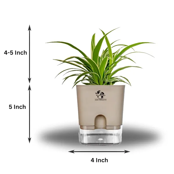 Spider_(Chlorophytum)_Indoor_Plant_With_Self_Watering_Pot
