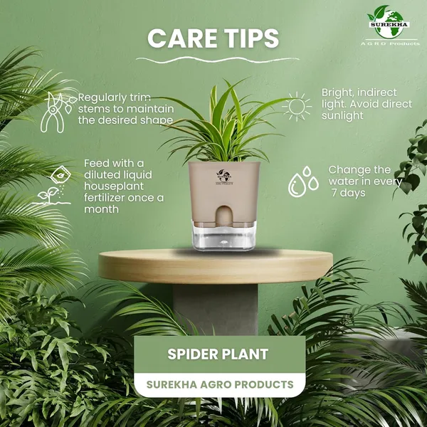 Spider_(Chlorophytum)_Indoor_Plant_With_Self_Watering_Pot