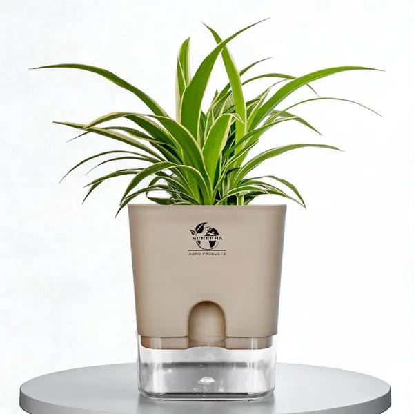 Spider_(Chlorophytum)_Indoor_Plant_With_Self_Watering_Pot