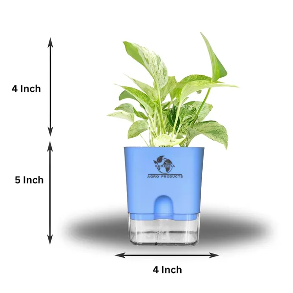 Marble_Queen_Pothos_In_Self_Watering_Pot
