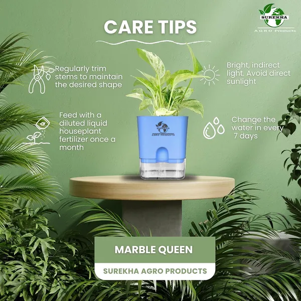 Marble_Queen_Pothos_In_Self_Watering_Pot