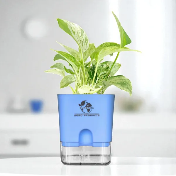 Marble_Queen_Pothos_In_Self_Watering_Pot