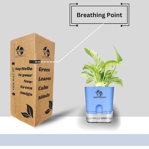 Marble_Queen_Pothos_In_Self_Watering_Pot