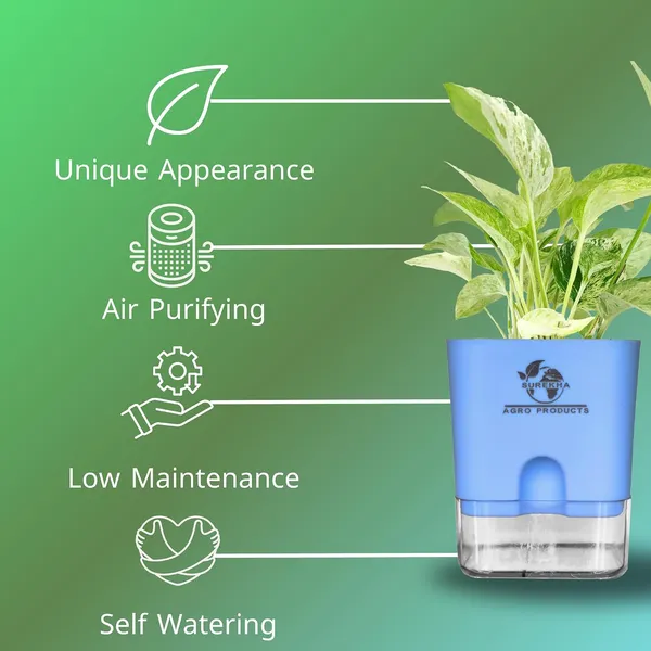 Marble_Queen_Pothos_In_Self_Watering_Pot