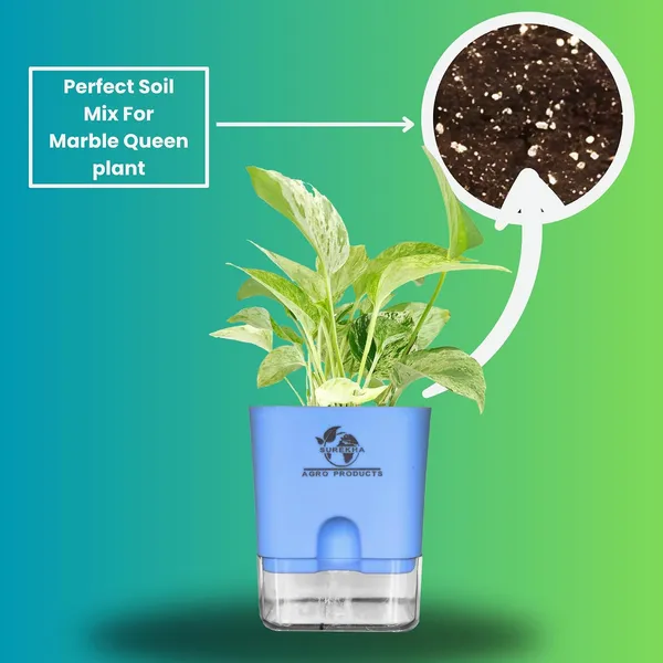 Marble_Queen_Pothos_In_Self_Watering_Pot