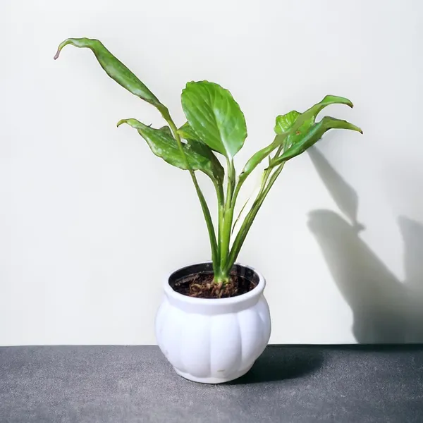 Peace_Lily_Live_Plant_With_Self_Watering_Pot_Pack_Of_2