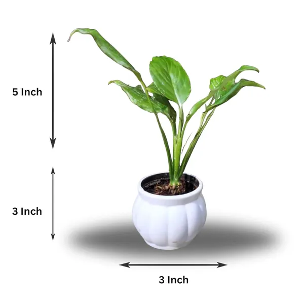 Peace_Lily_Live_Plant_With_Self_Watering_Pot_Pack_Of_2