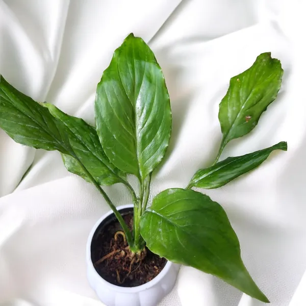 Peace_Lily_Live_Plant_With_Self_Watering_Pot_Pack_Of_2