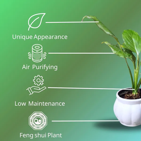 Peace_Lily_Live_Plant_With_Self_Watering_Pot_Pack_Of_2