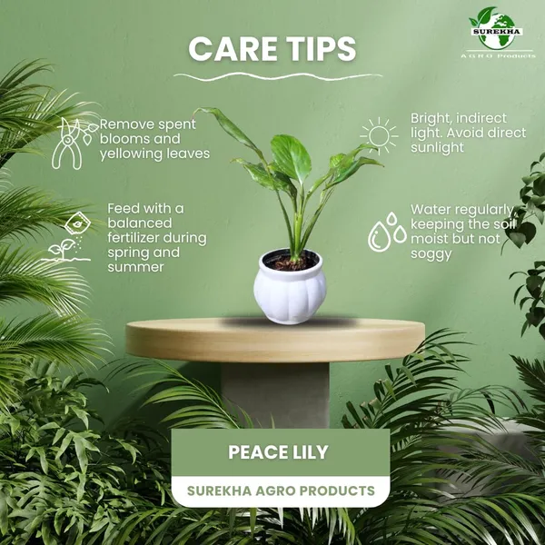 Peace_Lily_Live_Plant_With_Self_Watering_Pot_Pack_Of_2