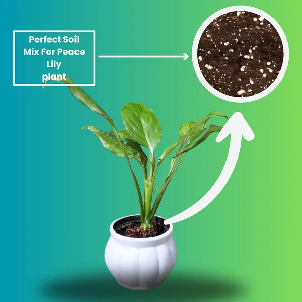 Peace_Lily_Live_Plant_With_Self_Watering_Pot_Pack_Of_2