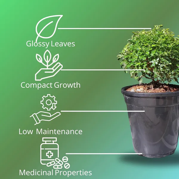Kamini_Ornamental_Shrub_Plant_With_Pot