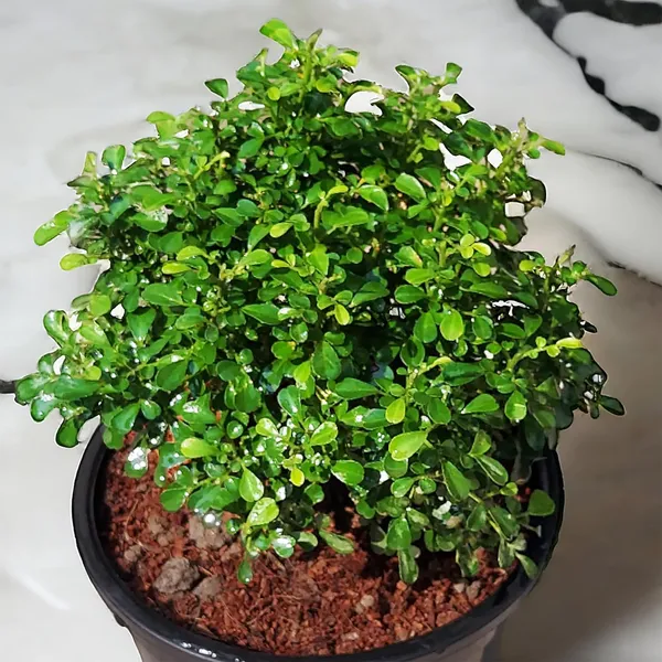 Kamini_Ornamental_Shrub_Plant_With_Pot