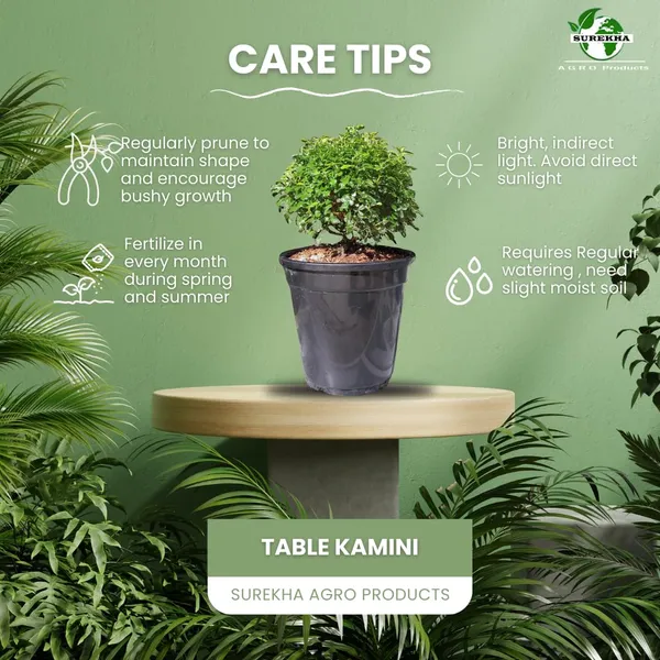 Kamini_Ornamental_Shrub_Plant_With_Pot