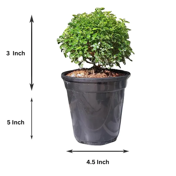 Kamini_Ornamental_Shrub_Plant_With_Pot