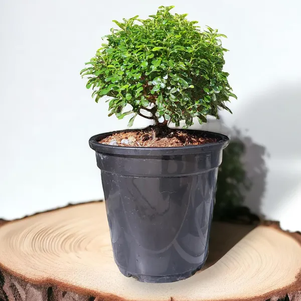 Kamini_Ornamental_Shrub_Plant_With_Pot