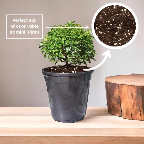 Kamini_Ornamental_Shrub_Plant_With_Pot