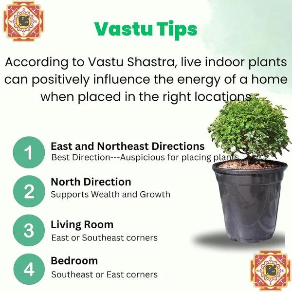 Kamini_Ornamental_Shrub_Plant_With_Pot