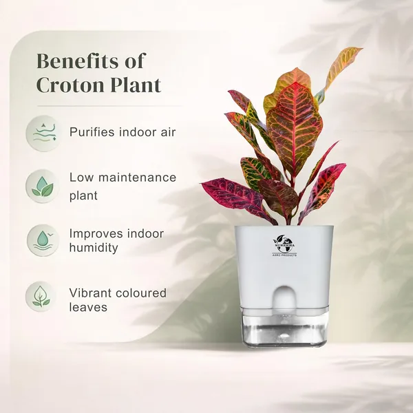 Croton_Petra_With_Self_Watering_Pot