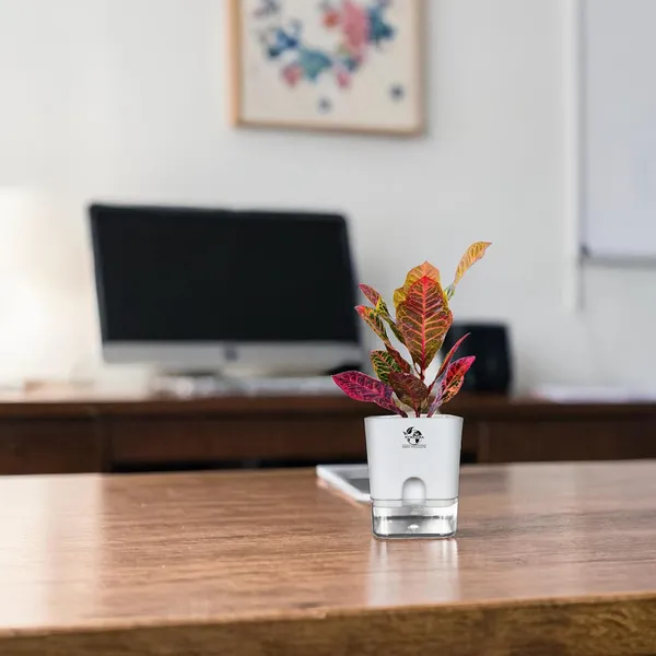 Croton_Petra_With_Self_Watering_Pot