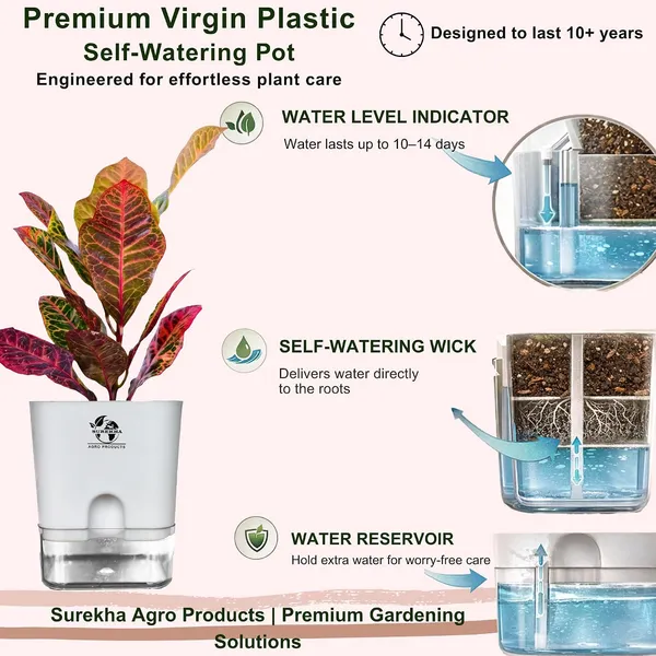 Croton_Petra_With_Self_Watering_Pot