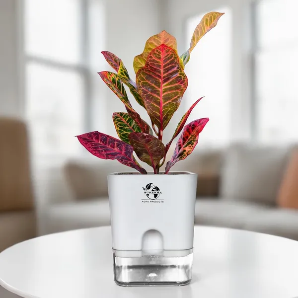 Croton_Petra_With_Self_Watering_Pot