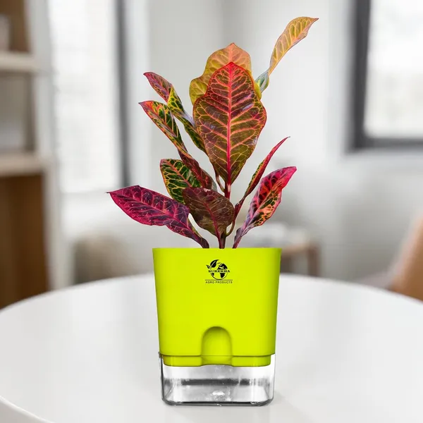 Croton_Petra_Plant_With_Self_Watering_Pot