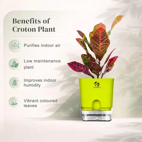 Croton_Petra_Plant_With_Self_Watering_Pot