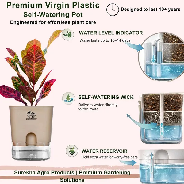 Croton_Petra_Plant_With_Self_Watering_Pot