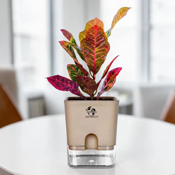 Croton_Petra_Plant_With_Self_Watering_Pot