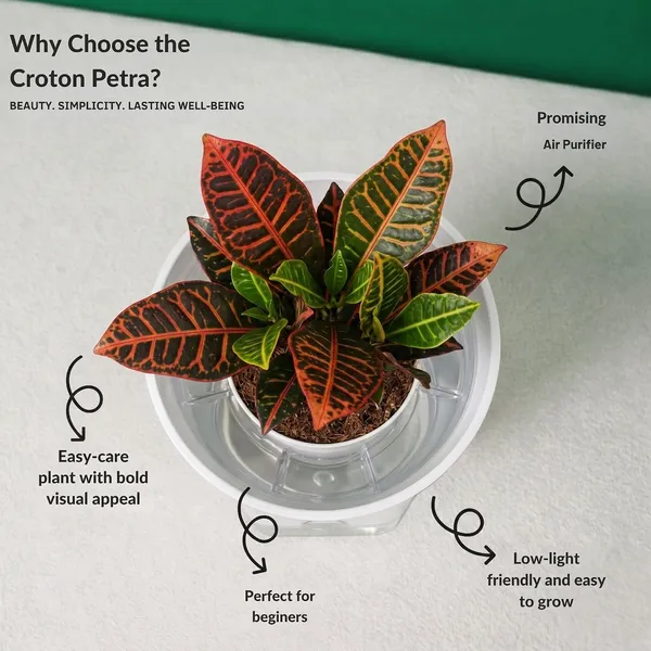 Croton_Petra_Plant_With_Self_Watering_Pot
