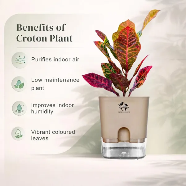Croton_Petra_Plant_With_Self_Watering_Pot