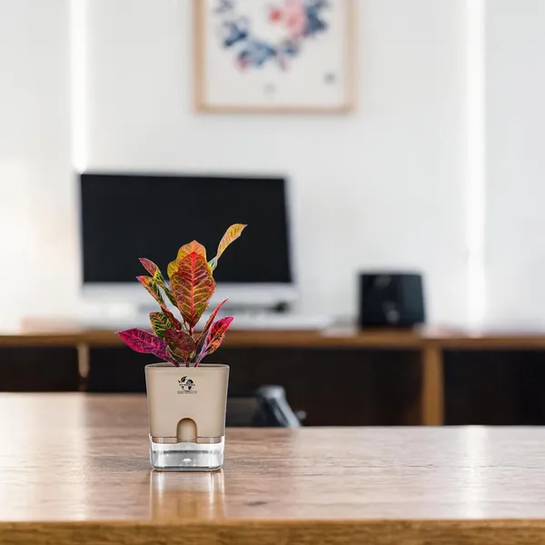 Croton_Petra_Plant_With_Self_Watering_Pot
