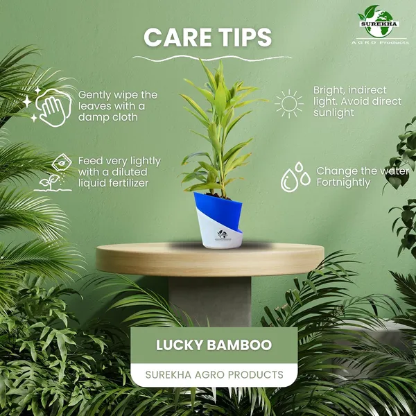 Yellow_Lucky_Bamboo_Plant_With_Self-Watering_Pot