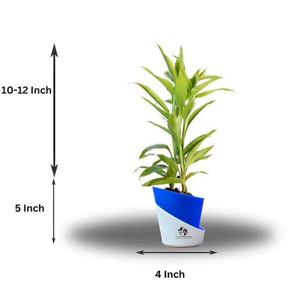 Yellow_Lucky_Bamboo_Plant_With_Self-Watering_Pot