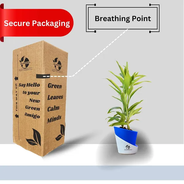 Yellow_Lucky_Bamboo_Plant_With_Self-Watering_Pot