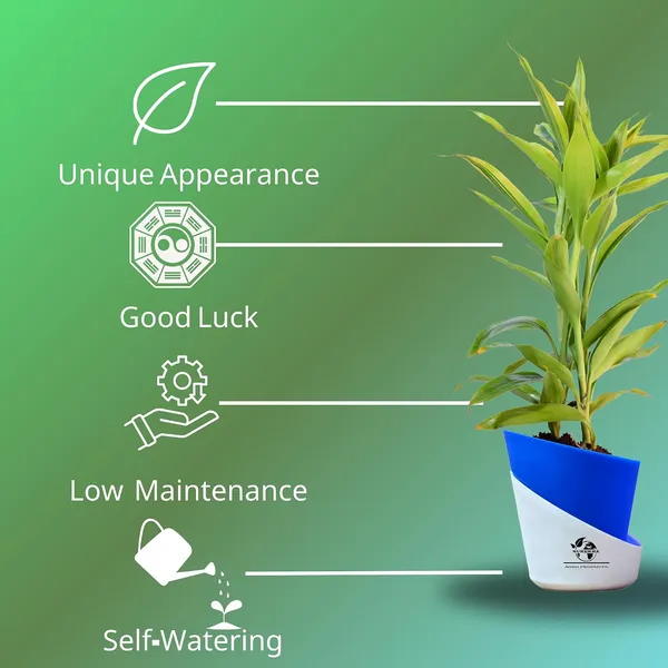 Yellow_Lucky_Bamboo_Plant_With_Self-Watering_Pot
