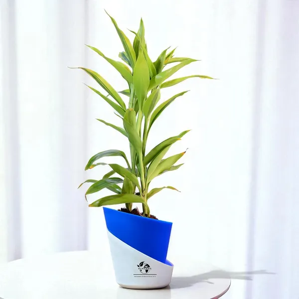 Yellow_Lucky_Bamboo_Plant_With_Self-Watering_Pot