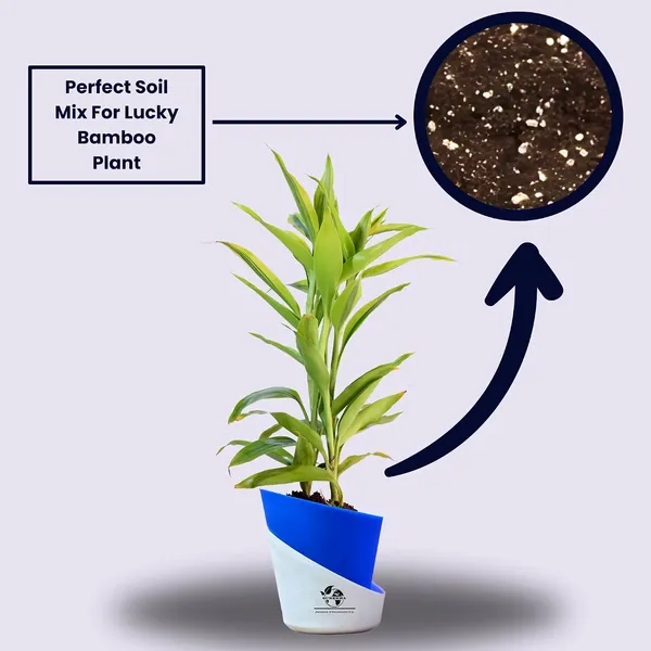 Yellow_Lucky_Bamboo_Plant_With_Self-Watering_Pot