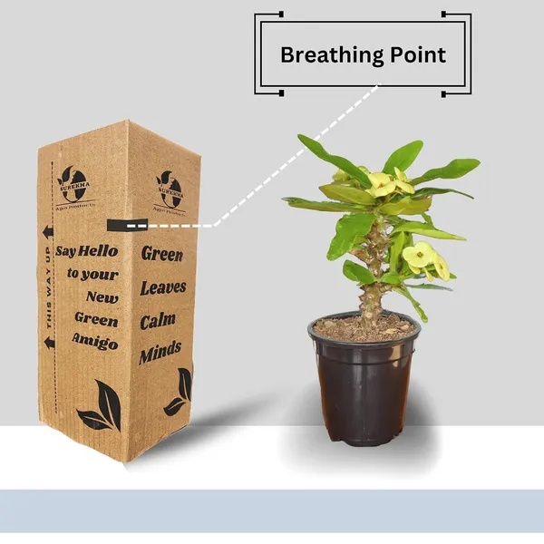Euphorbia_Milii_Plant_With_Pot(Yellow_Flower)