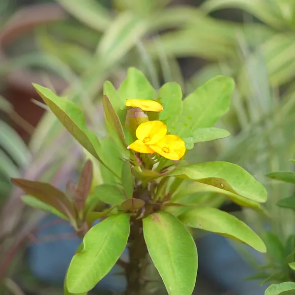 Euphorbia_Milii_Plant_With_Pot(Yellow_Flower)