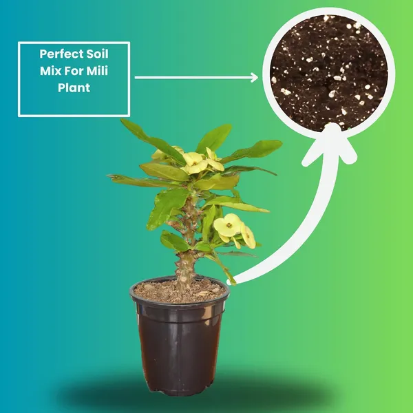 Euphorbia_Milii_Plant_With_Pot(Yellow_Flower)