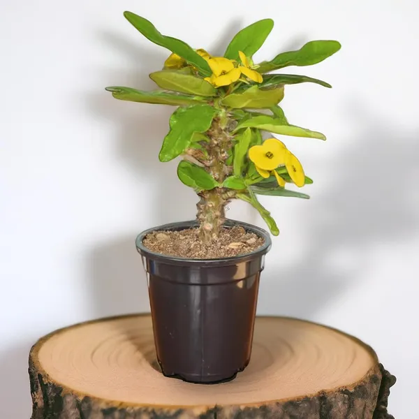 Euphorbia_Milii_Plant_With_Pot(Yellow_Flower)