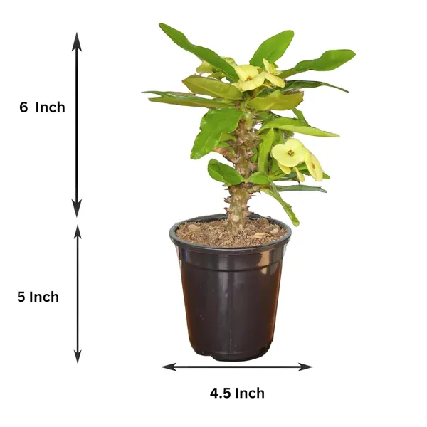 Euphorbia_Milii_Plant_With_Pot(Yellow_Flower)