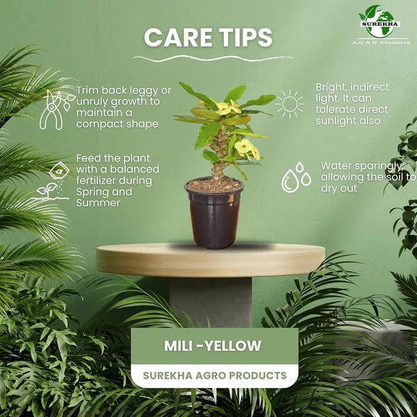Euphorbia_Milii_Plant_With_Pot(Yellow_Flower)