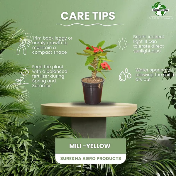 Euphorbia_Milii_Plant_With_Pot_(Red_Flower)